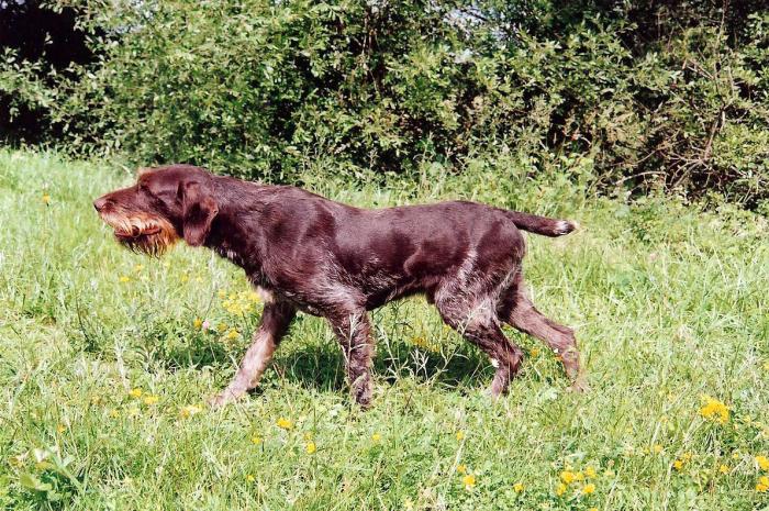 Standard du Chien d arr t allemand poil dur Drahthaar Club de